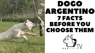 Before you buy a dog  DOGO ARGENTINO  7 facts to consider DogCastTV [upl. by Orvil]