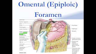 Omental Epiploic Foramen [upl. by Emelita]