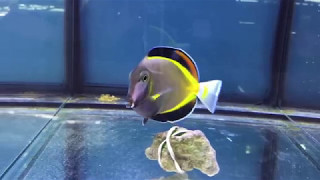 acanthurus japonicus [upl. by Diego]