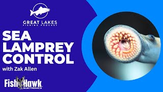 Sea Lampreys In The Great Lakes with Zak Allen  Great Lakes Fishing Podcast 215 [upl. by Enia453]