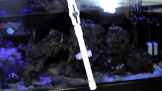 Saltwater aquarium easy diy water change no buckets in real time [upl. by Olin]