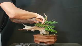 🔴COMO HACER UN BONSAI 👉PINZADO DEL TANUKI LIGUSTRINA [upl. by Adlemy]