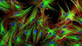 Learn About Fluorescence Microscopy  A Closer Look 4 Minutes [upl. by Maurizio]