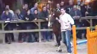 ♂ Lupicor jumping stallion Kwpn by Lux Z [upl. by Bartolemo]