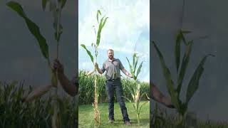 Iowa farmers test shorter breed of corn agriculture corn farming [upl. by Browning216]