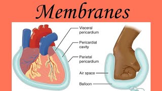 Anatomy amp Physiology Membranes [upl. by Oderfigis]