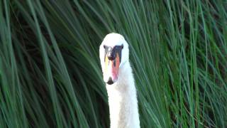 Mute Swan Calls Out to Mate in SF [upl. by Lamaj]