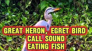 Great egret call sound flying eating fish I Bird I naturesouds heron egret [upl. by Ban]