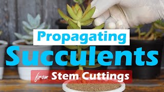 Propagating Succulents from Stem Cuttings [upl. by Nahsar982]