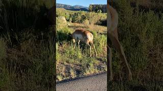 Pronghorn bushmaster  N1 Outdoors [upl. by Niledam]