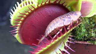 Best Venus Flytrap Trapping Compilation 2018 [upl. by Naivat501]