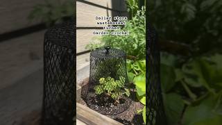 Dollar store wastebasket turned Garden cloche garden gardeningtips gardenhacks diy [upl. by Ad]