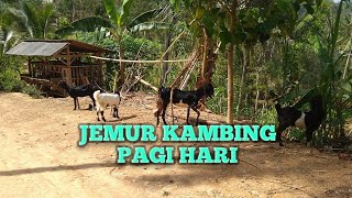 Aktivitas PAGI DIKANDANG TERNAK KAMBING  MERAWAT KAMBING AGAR SEHAT [upl. by Gallagher]