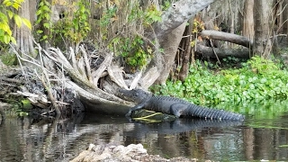 Monster Gators on St Johns River [upl. by Einnim738]