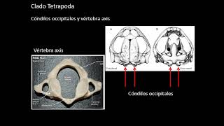 2020 Deuterostomata V Tetrapoda Anfibios [upl. by Jeff]