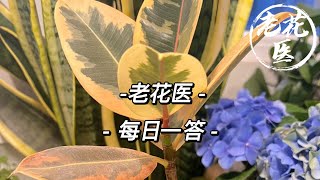 【每日问答】金边印度榕养成独杆怎么办？米兰叶子出现白色怎么回事？QampA How to make Rubber Fig grow new branches [upl. by Kidder]