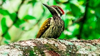 black rumped flameback [upl. by Renrut]