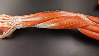 Muscles of the Forearm [upl. by Rafaelita]