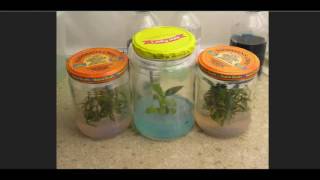 How To Clone Trees and Plants In Your Kitchen [upl. by Honeywell185]