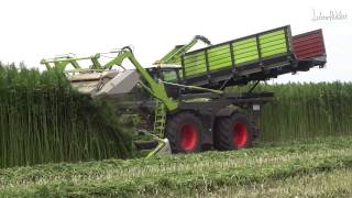 CLAAS 4000 Xerion Hennep oogst machine Harvesting hemp  cannabis [upl. by Aehtna]