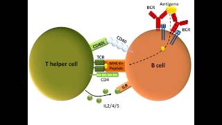 B Cell Activation and Class Switching Best Explanation [upl. by Ykcor]