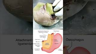 Attachment of lesser omentum on to the liver shorts anatomy biology [upl. by Anival]