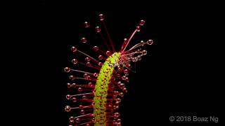 Drosera capensis Time Lapse [upl. by Ricardo]