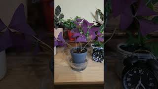 These plants know how to put on a show bottomwatering houseplants calming timelapse shorts [upl. by Longley]