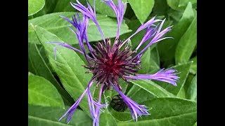 Centaurée des montagnes ou Bleuet vivace Centaurea montana [upl. by Candida]