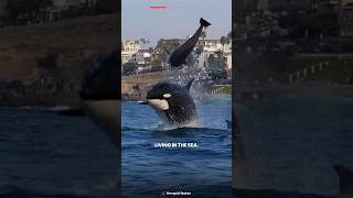 why orcas are called killer whalesfacts viralfactsvideo amazingfacts trending facts [upl. by Etnaled]