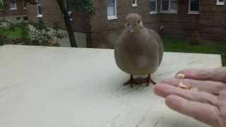 How I Did Domesticate a Mourning Dove in Few MinutesHD [upl. by Hedveh705]