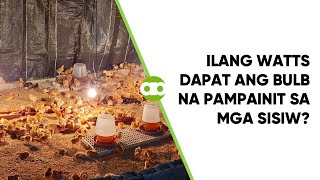 Ilang Watts Dapat ang Bulb na Pampainit sa mga Sisiw [upl. by Eisdnil]