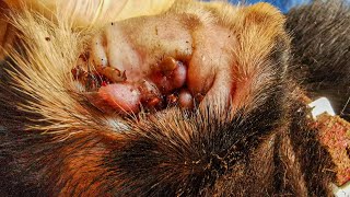 Dog Ticks Remove  Easy And Fast Way To Remove All Ticks From Poor Dog  Save Poor Dog EP 161 [upl. by Yznel]