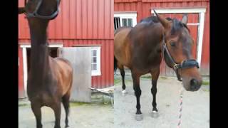 headshaking relief with Equine Breathing [upl. by Davidson]