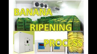 Blue Star Banana Ripening Chamber Natural Fruit Ripening Process  Business [upl. by Derayne]