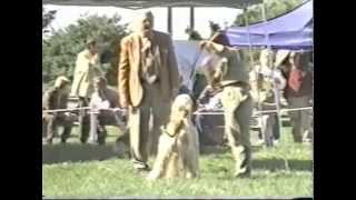 2003 AHCA National Specialty 13  Dog Classes [upl. by Rois]