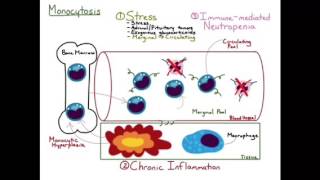 Monocytosis [upl. by Lenrow329]