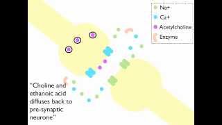 Synaptic Transmission at a Cholinergenic Synapse Animation [upl. by Eiuqnom]