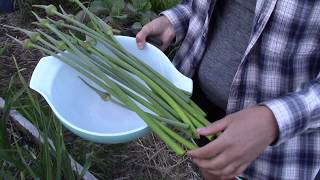 How To Make Garlic Scape Pesto [upl. by Applegate]