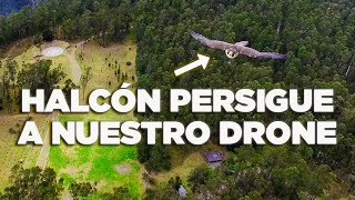 Halcón vs Drone  ¡Ave intenta cazar nuestro drone [upl. by Ecnedurp]