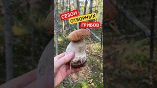 ЧТО НИ ГРИБТО ФАНТАСТИКА🔥mushroom boletus грибы2024 porcini funghi shorts grzyby nature [upl. by Iht994]