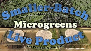 How to Use Microgreens in Live Grow Clamshells for Personal or Commercial Use [upl. by Retluoc319]