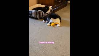 Our Rescued Cat Corona at Play caughtoncamera cutecat [upl. by Fasa]