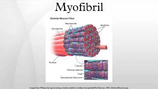 Myofibril [upl. by Ocirne]