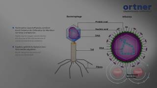 How Photodynamic works  PDcT by Ortner [upl. by Okir]