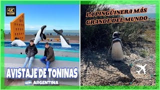 🐬 ASOMBROSO Avistaje de TONINAS y 🐧 la Pingüinera Más Grande del Mundo  Rawson y Punta Tombo [upl. by Sherris547]