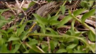 King snake vs Burmese pythonwmv [upl. by Houston144]