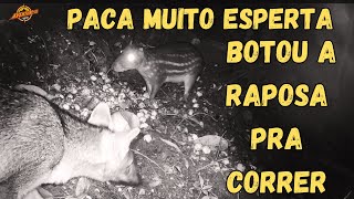 PACA MUITO ESPERTA BOTOU A RAPOSA PRA CORRER [upl. by Arema]