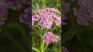 Деревій звичайний  Achillea millefolium з рожевими квітами floweringplant nature [upl. by Blackmun222]