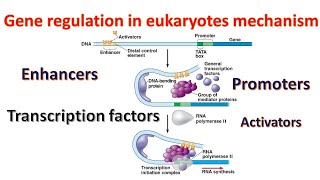 Gene regulation in Eukaryotes Promoters  Transcription factors  Enhancers Genetics for beginners [upl. by Ahsaek]